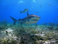   Tiger Shark across reeflooking like she had just eaten  